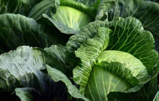How to Grow Cabbages