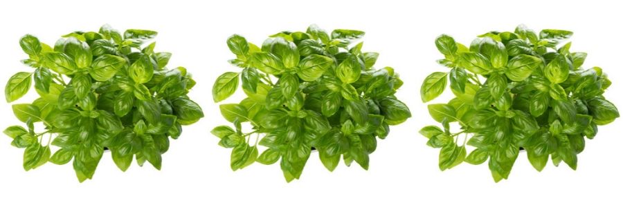 Kenya Basil Herb