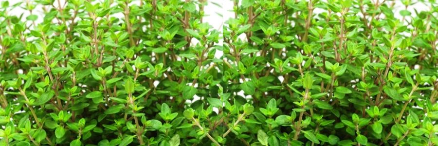 Kenya Thyme Herb