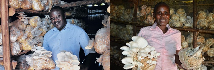 Mushroom farming in Kenya
