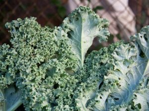 curly-kale